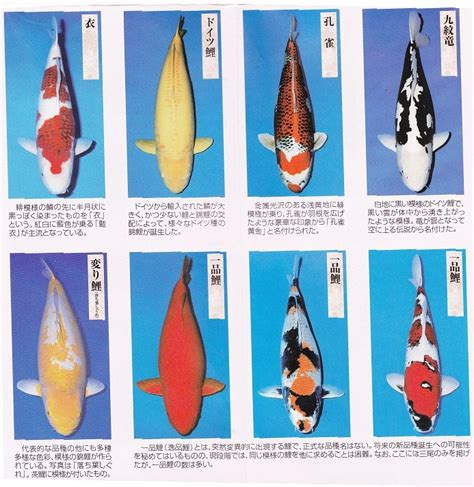 鯉魚品種|ニシキゴイ